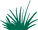 grass