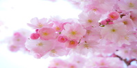 blossoms